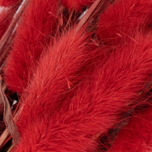 Red Dried Lagurus Bouquet 70cm 100g for Indoor Decoration | Floristik24.co.uk