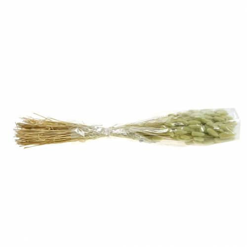 Floristik24 Velvet Grass Lagurus Light Green 100g Dry Grasses