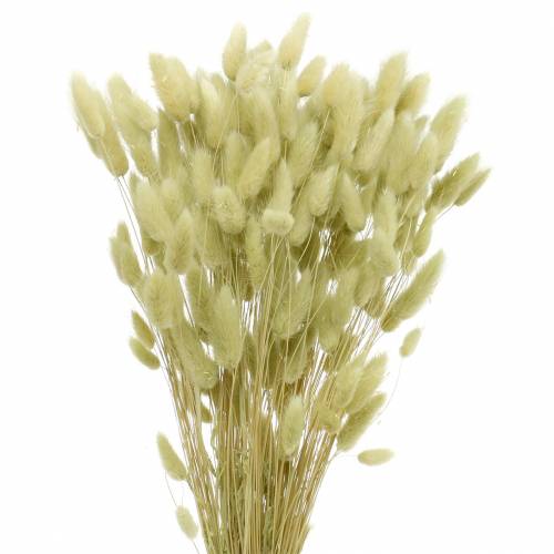 Product Velvet Grass Lagurus Light Green 100g Dry Grasses