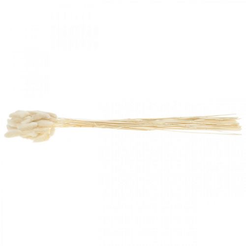 Floristik24 Lagurus dried hare&#39;s tail grass bleached 40-50cm 50 pcs