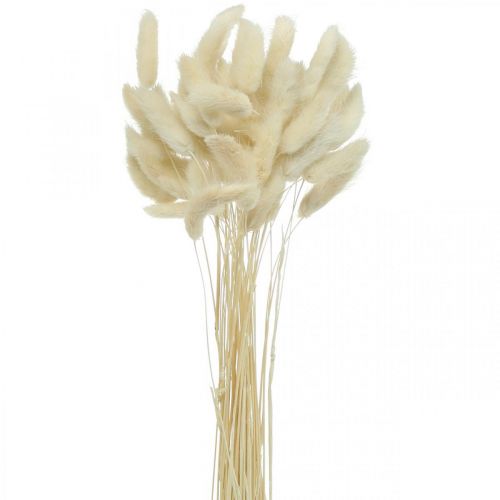 Floristik24 Lagurus dried hare&#39;s tail grass bleached 40-50cm 50 pcs