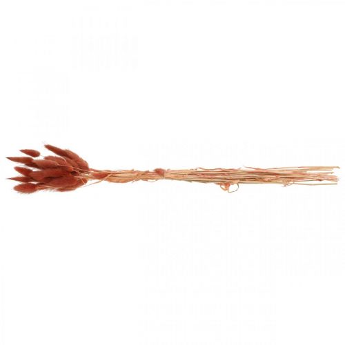 Floristik24 Dried grass rust red, natural decoration, Lagurus, dried floristry L45-50cm 30 pcs