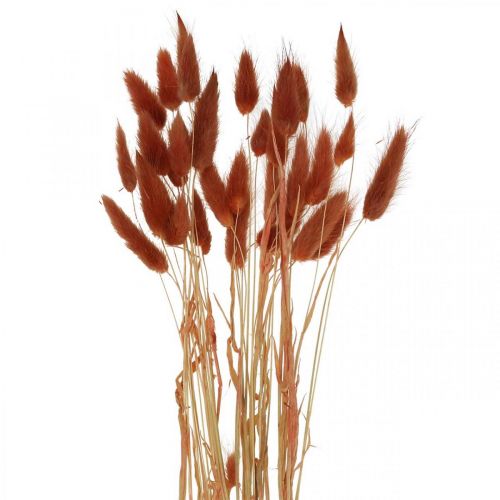 Floristik24 Dry grass rust red, natural decoration, lagurus, dry floristry L45–50cm 30p