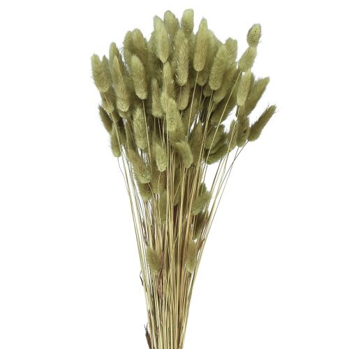 Floristik24 Lagurus Dried Hare&#39;s Tail Grass Olive 65-70cm 100g