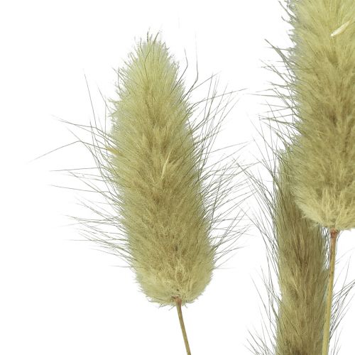 Product Lagurus Dried Hare's Tail Grass Olive 65-70cm 100g