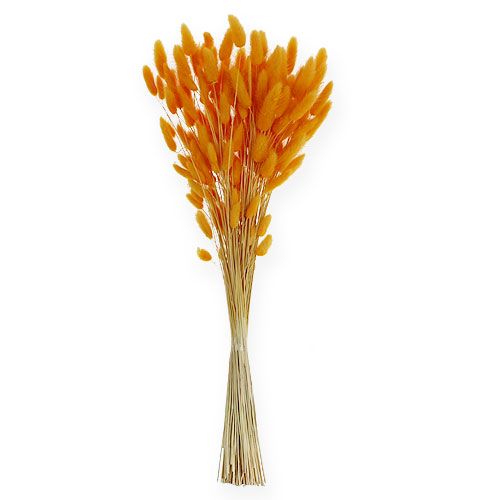 Floristik24 Decorative Grass Orange Lagurus 100gr