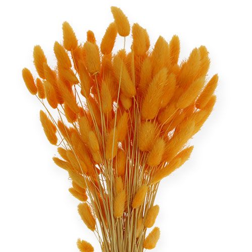 Product Decorative Grass Orange Lagurus 100gr