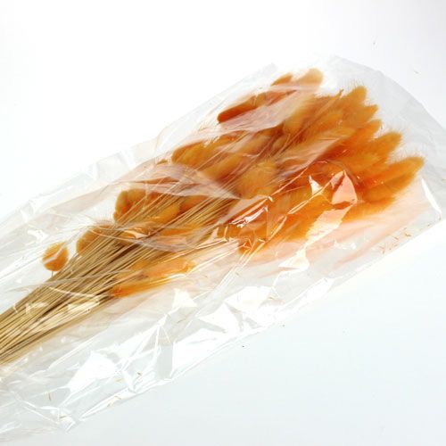Floristik24 Decorative Grass Orange Lagurus 100gr