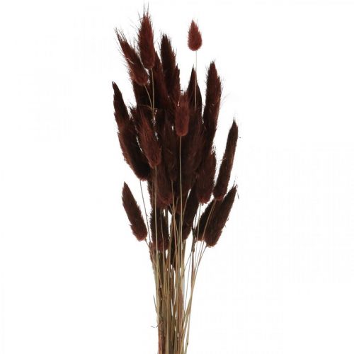 Floristik24 Dry floristry, decorative grass, Lagurus Brown L35–50cm 25g