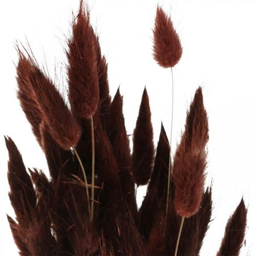 Product Dry floristry, decorative grass, Lagurus Brown L35–50cm 25g