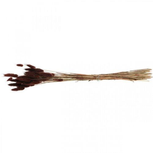 Product Dry floristry, decorative grass, Lagurus Brown L35–50cm 25g