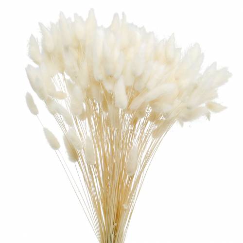Floristik24 Dried Flower Lagurus Lamp Cleaning Grass Bleached 100g