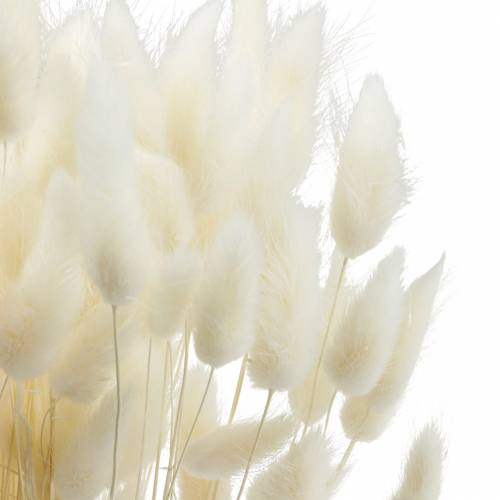 Floristik24 Dried Flower Lagurus Lamp Cleaning Grass Bleached 100g