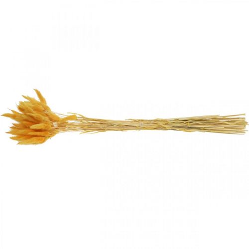 Product Lagurus Yellow Velvet Grass Rabbit Tail Grass L40–55cm 25g