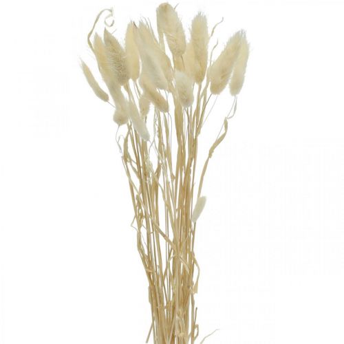 Floristik24 Lagurus dried decoration, velvet grass, rabbit tail grass, dry decoration bleached L20–60cm 30p