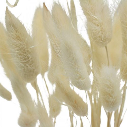 Floristik24 Lagurus dried decoration, velvet grass, hare&#39;s tail grass, dried decoration bleached L20-60cm 30 pcs