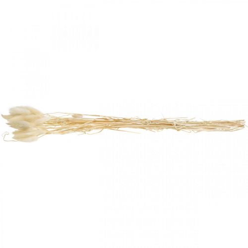 Floristik24 Lagurus dried decoration, velvet grass, hare&#39;s tail grass, dried decoration bleached L20-60cm 30 pcs