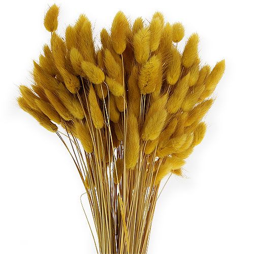 Product Decorative grass golden yellow Lagurus 100gr