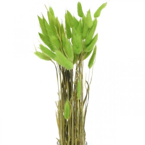 Floristik24 Velvet grass green, lagurus, dry decoration, dried sweet grass L18-50cm 25g