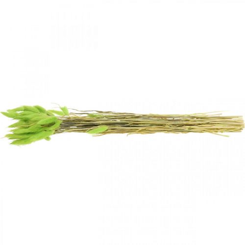 Product Bunny Tails Green Lagurus ovatus Dried Grass 40-50cm 25g