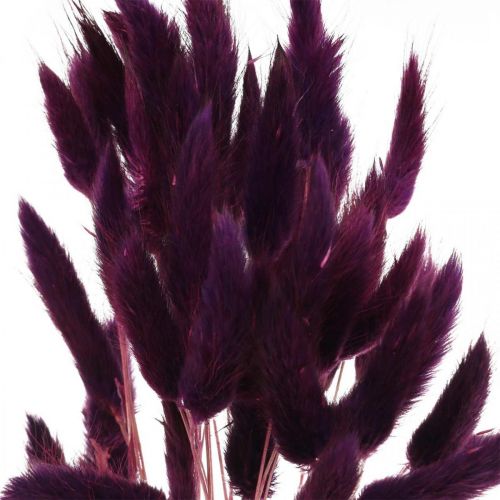 Product Velvet Grass Violet, Rabbit Tail Grass, Lagurus L18-50cm 25g