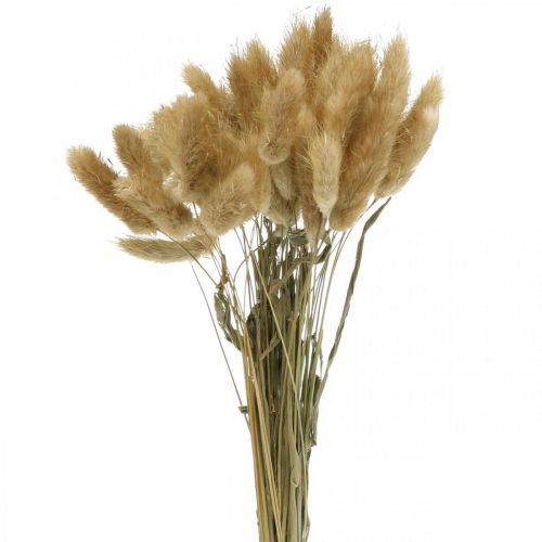Product Lagurus ovatus, Pennisetum Grass, Velvet Grass Natural Light Brown L40–50cm 30g