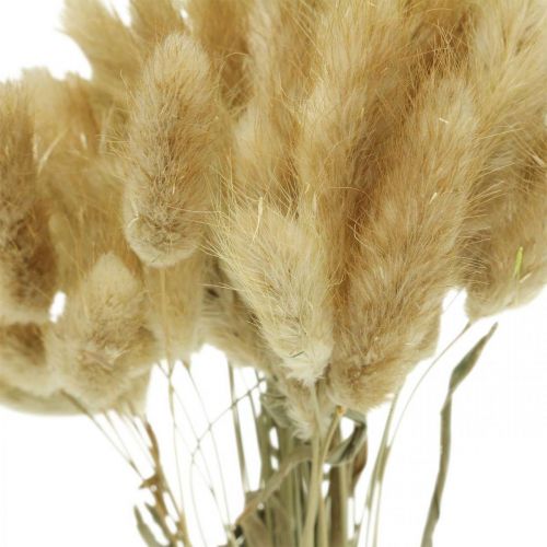 Product Lagurus ovatus, Pennisetum Grass, Velvet Grass Natural Light Brown L40–50cm 30g