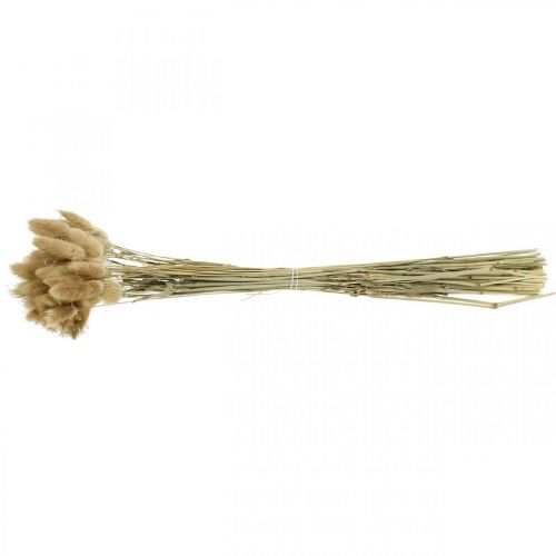 Product Lagurus ovatus, Pennisetum Grass, Velvet Grass Natural Light Brown L40–50cm 30g