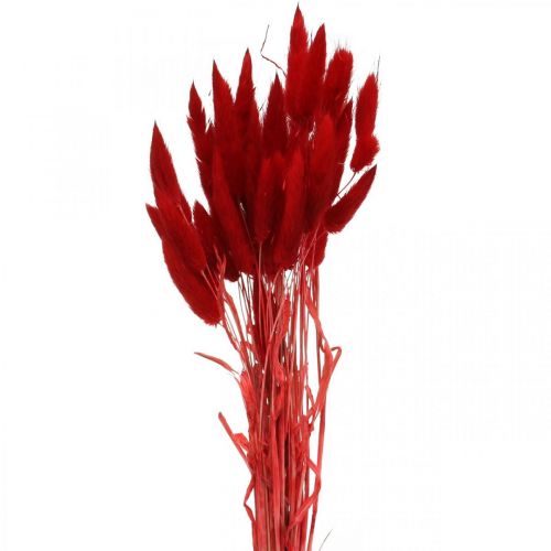 Floristik24 Decorative grass red, lagurus, velvet grass, dry floristry L30–50cm 20g