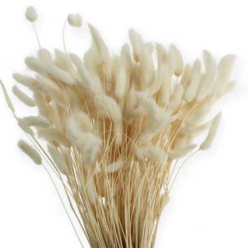 Floristik24 Deco Grass White Lagurus 100g