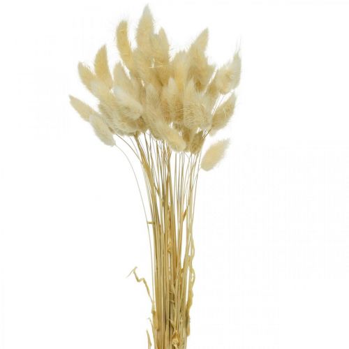 Floristik24 Decorative grass, bleached sweet grass, Lagurus ovatus, velvet grass L40–55cm 25g