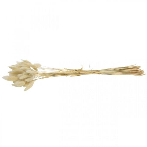 Floristik24 Decorative grass, bleached sweet grass, Lagurus ovatus, velvet grass L40–55cm 25g