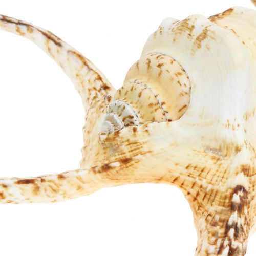 Floristik24 Lambis sea snail natural 22cm