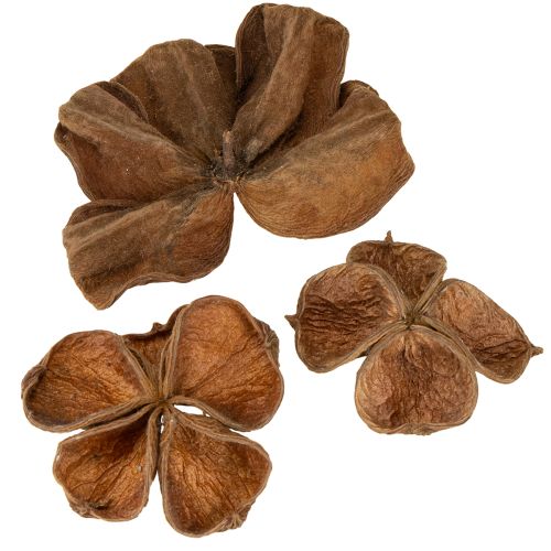 Floristik24 Landlotus Nature 50 pcs