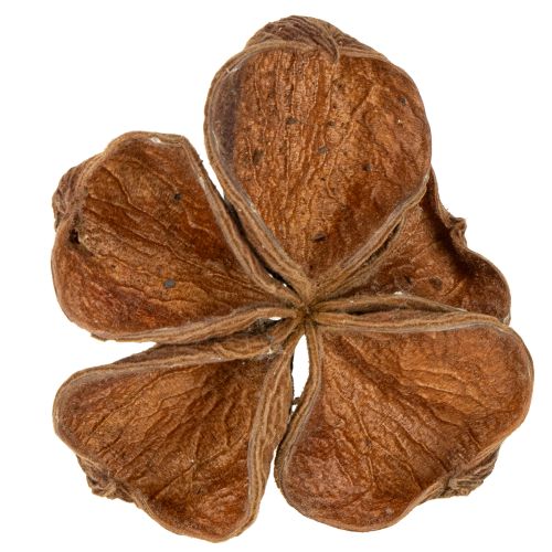 Product Landlotus Nature 50 pcs