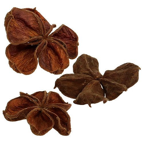 Floristik24 Landlotus Nature 50 pcs