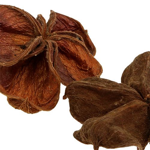 Product Landlotus Lotus Flowers Sterculia urens Natural Ø8-14cm 50pcs