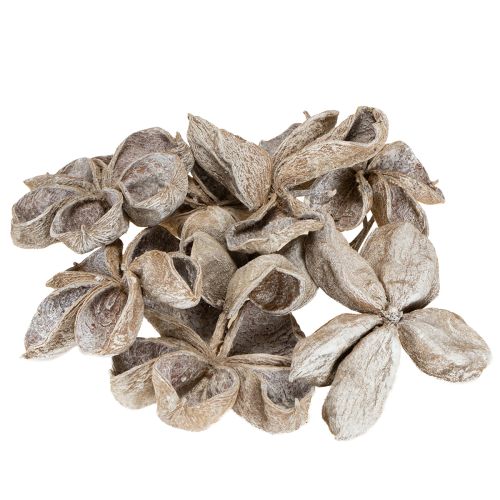 Product Landlotus White Washed 6-12cm 50 pcs