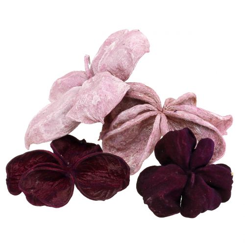 Floristik24 Landlotus Mix Blackberry, Old Pink 50 pcs