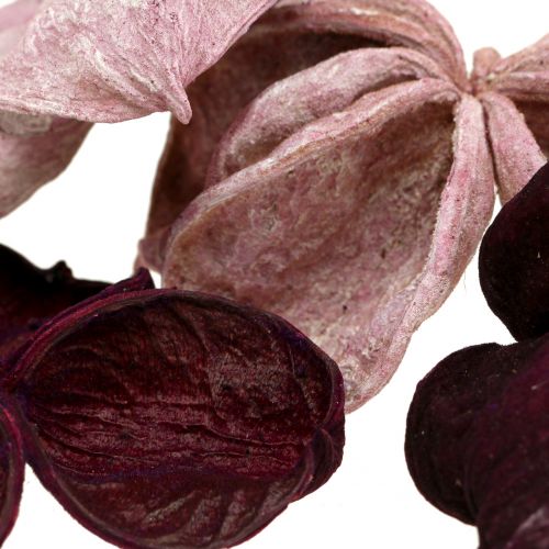 Product Landlotus Mix Blackberry, Old Pink 50 pcs
