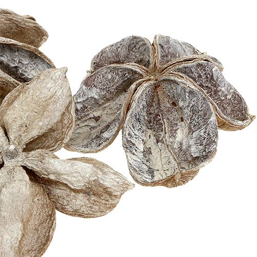 Product Land Lotus Sterculia Seed pods White washed 6-12cm 50pcs