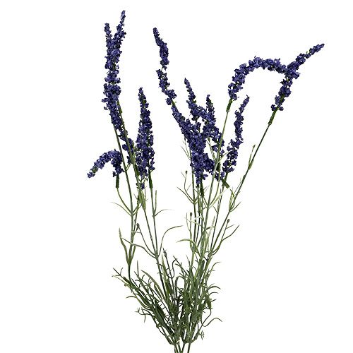 Floristik24 Lavender bush 55cm blue