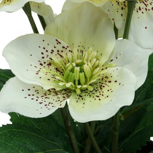 Product Lenten rose Hellebore Christmas rose pot artificial flowers H25cm white