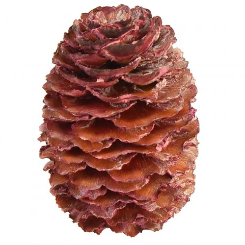 Floristik24 Leucadendron Sabulosum Cones in Red Frosted 500g