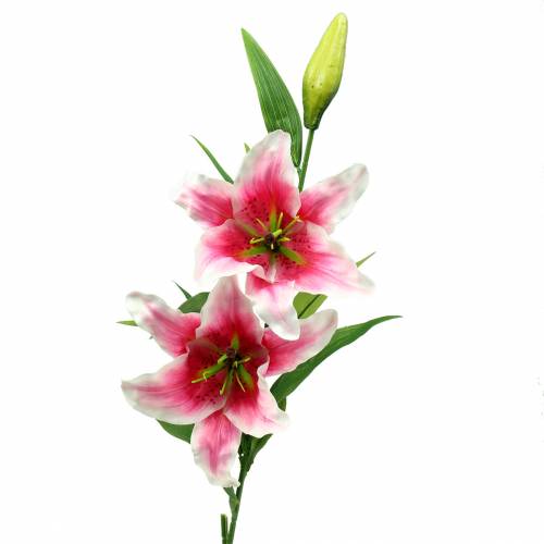 Floristik24 Oriental Lily &quot;Stargazer&quot; White, Pink 86cm