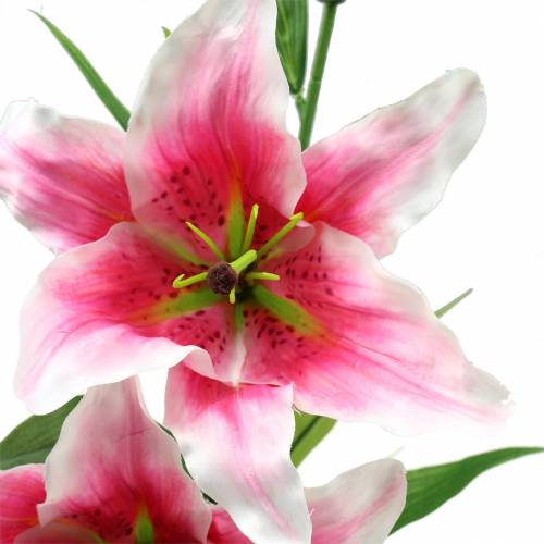 Product Oriental Lily &quot;Stargazer&quot; White, Pink 86cm