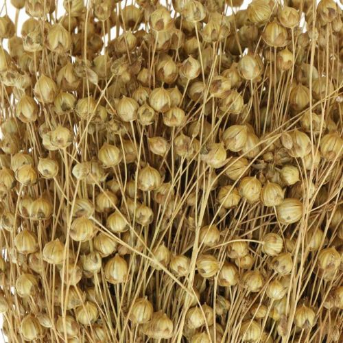 Floristik24 Natural flax, grasses for dry floristry, Linum natural product 160g