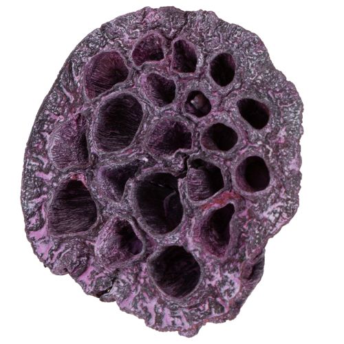 Product Lotus pods Dried lotus Pink White washed Ø6-9cm 50pcs