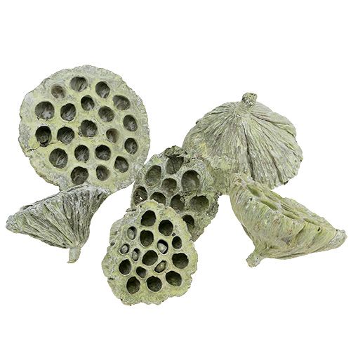 Lotus pods Dried lotus Mix Green washed Ø6-10cm 50pcs