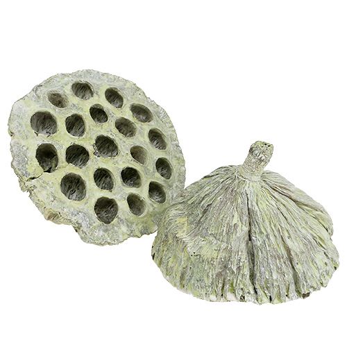 Product Lotus pods Dried lotus Mix Green washed Ø6-10cm 50pcs